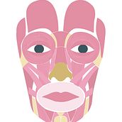 Frame by frame: Músculos de la expresión facial. Animation, 2D Animation, and Digital Illustration project by Valentina Carrasco Martínez - 12.28.2018