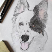 Border-collie. Drawing, Pencil Drawing, and Portrait Drawing project by Vanesa Vilaseca - 05.07.2016