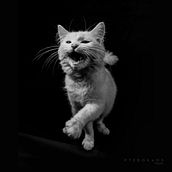Cat . Photograph project by Iván Adrik - 01.09.2019