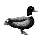 European Animals . % Carmen Marina Contreras tarafından hazırlanan Sanatsal Çizim, Dijital İllüstras, on, Çizim, Güzel sanatlar, Grafik Tasarım, Geleneksel illüstras, Ve on projesi - 01.11.2019