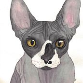 Sphynxs. Un progetto di Illustrazione tradizionale di sara gayol - 28.01.2018