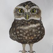 Wildlife. Un progetto di Illustrazione tradizionale di sara gayol - 28.01.2019