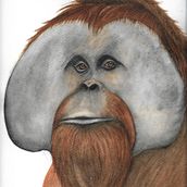 Orangutan. Un progetto di Illustrazione tradizionale e Pittura ad acquerello di sara gayol - 07.02.2019
