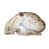 Dibujo de un pulpo. Un proyecto de Dibujo a lápiz, Dibujo artístico y Dibujo realista de Carolina Ontiveros - 26.01.2019