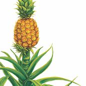 Infograma RAO de la Piña. Design, and Graphic Design project by Natalia Rodríguez Bolaños - 02.06.2019