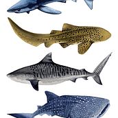TIBURONES. Een project van Traditionele illustratie van Beatriz Abaitua - 17.02.2019