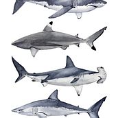 TIBURONES II. Een project van  Tekening, Traditionele illustratie y Aquarelschilderen van Beatriz Abaitua - 17.02.2019