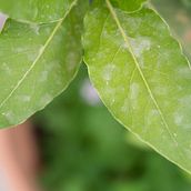 "Natura" - Proyecto clase. Un progetto di Fotografia di Selene Cece - 18.05.2018