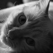 Gato llamado Zeus - Proyecto personal. Un progetto di Fotografia di Selene Cece - 10.03.2018