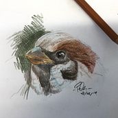 Gorrión . Un proyecto de Bellas Artes, Dibujo a lápiz, Dibujo artístico, Ilustración tradicional e Infografía de Patricia Sánchez Villegas - 20.02.2019