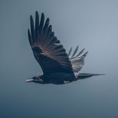 Paisaje y Animales. Projekt z dziedziny Fotografia c i frowa użytkownika Juan Lazalde - 04.03.2019