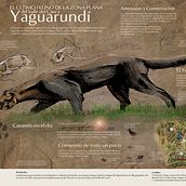 Yaguarundí, El Último Felino De La Zona Plana del Valle del Cauca. Traditional illustration project by jorge_lizarazo_b - 06.04.2019