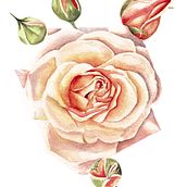 Mi Proyecto del curso: Ilustración botánica con acuarela. Un progetto di Disegno e Pittura di ERICA - 17.03.2019
