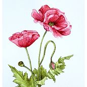 Mi Proyecto del curso: Ilustración botánica con acuarela Amapola. Design project by Silvana Arrigoni - 03.20.2019