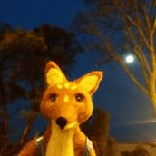 Mi Proyecto del curso: zorrito del campo. Projekt z dziedziny Projektowanie postaci użytkownika cimop13 - 23.03.2019