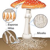 Ciencias. Un projet de Illustration traditionnelle de Ricardo Salas Loizaga - 28.03.2019