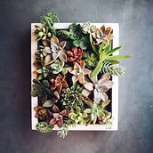 TALLER SAND. Diseño y creación de composiciones botánicas: Cuadro vivo con suculentas. L, scape Architecture, Decoration, Interior Design, DIY, Floral, and Plant Design project by Brenda . - 04.03.2019