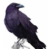 El Cuervo: Ilustración digital para cuentos infantiles. Un progetto di Illustrazione tradizionale, Illustrazione digitale e Illustrazione infantile di Natalia Mejía Torres - 05.04.2019