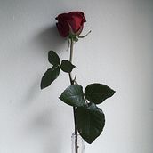 Mi Proyecto del curso: Fotografía profesional para Instagram. Un proyecto de Fotografía con móviles de Ana - 23.04.2019
