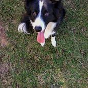 Mi Proyecto del curso: Narices Frías Agility . Un progetto di Fotografia con smartphone di Andrea Caballero - 20.04.2019