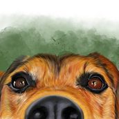 Curioso. Un proyecto de Dibujo, Dibujo realista, Ilustración tradicional e Ilustración digital de Cristina Bodeanu - 25.04.2019