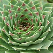 Mi Proyecto del curso: Diseño y creación de composiciones botánicas Ein Projekt aus dem Bereich Dekoration von Innenräumen von Socrates Alfredo Marquez - 30.04.2019