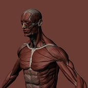 Estudio anatómico de ecorché masculino modelado 3D . % ismael_panadero tarafından hazırlanan 3D, Ve 3D Modelleme projesi - 04.27.2019