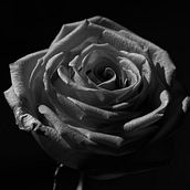 Rosa Pastel . Un proyecto de Fotografía artística de Tere Martínez - 03.05.2019