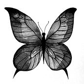 Black Mariposa • Proyecto personal • Ilustraciones con tinta china y rotulador. Traditional illustration project by laure barthe - 05.09.2019