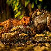 Toy Photography @JurassicZone. Photograph, Fine-Art Photograph, Product Photograph, Portrait Photograph, and Digital Photograph project by Jesús Emilio Fragoso Calderón - 06.03.2019