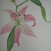 Lilys:  Ilustración Botánica en Acuarela Ein Projekt aus dem Bereich Traditionelle Illustration von Verónica Chauvet - 05.06.2019