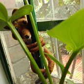 Mi Proyecto del curso: Needle felting: creación de personajes con lana y aguja. Un proyecto de Costura de Gabriela Salas - 11.06.2019