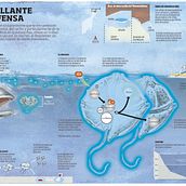 La bioluminicencia, una defensa brillante. Ilustração tradicional e Infografia projeto de Alexis Robles - 13.06.2019