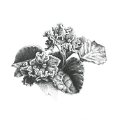 African Violet Stippling Illustration. Traditional illustration project by Elisa Plance - 06.19.2019