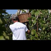 Michelini Wines - VENDIMIA. Film, Food Photograph, Photographic Lighting, Digital Marketing, Audiovisual Post-production, Sound Design, Stor, and telling project by Juan Manuel Ortega Perez - 09.10.2018