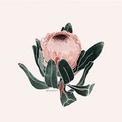 Protea: proyecto de ilustración botánica Canela studio. Traditional illustration project by darleneboza - 07.03.2019