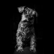 Mi Proyecto del curso: Introducción a la iluminación fotográfica con flash de mano. Photograph project by kiks Kat - 07.13.2019