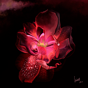 Rosa - primer proyecto hecho después de realizar el curso de Procreate con @jaime_sanjuan_ocabo. Un proyecto de Dibujo y Dibujo realista de Nines López Ballester - 18.07.2019