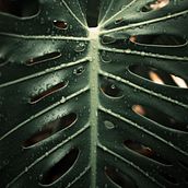 Nature. Fine-Art Photograph project by Mariana Mariana - 08.04.2019
