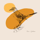 Aves de la Patagonia. Artes plásticas, Desenho a lápis, Desenho realista, Design gráfico e Ilustração tradicional projeto de Daniela Galliski - 06.05.2019