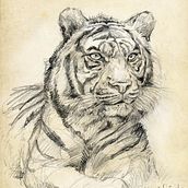 Animales salvajes - naturaleza. Pencil Drawing, Artistic Drawing, Realistic Drawing, and Traditional illustration project by Ricardo Sánchez Rodríguez - 09.03.2019