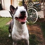Mi perro y un pequeño corvette . Un proyecto de Fotografía, Fotografía de retrato y Fotografía digital de Eduardo Aburto González - 13.09.2019