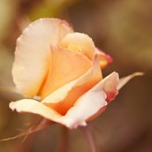 Personal. Photograph, and Fine-Art Photograph project by Mar Larriba Blay - 09.17.2019