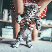 Shooting con el gatito Kiwi. Een project van Fotografie van Barbara Izquierdo Romagosa - 22.09.2019