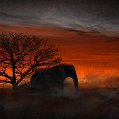 QRA Elephant Sunset.. Een project van  Concept art,  Ontwerp, Fotografie, Artistieke fotografie, Digitale fotografie, Fotografische postproductie y Retoucheren van foto's van Heder Miranda - 28.09.2019