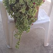 Regadera Suculenta. Creativit, L, and scape Architecture project by Noelia Solezi - 11.09.2019