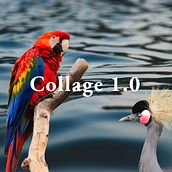COLLAGE 1.0. Colagem projeto de Cynthia Fernández Geymonat - 12.11.2019