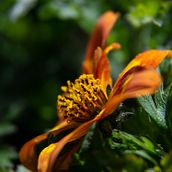 Close up. . Un projet de Photographie de Patricia Alfaro Benito - 16.11.2019