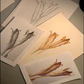 My first botanical art work (New York Botanical Garden). Un proyecto de Pintura a la acuarela de sebahat bağbars - 23.11.2019