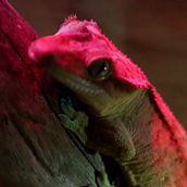 Acid Reptil. Video project by Alexandra Tomás - 01.20.2020